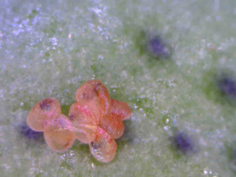 pink bollworm eggs