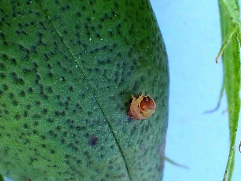 Pink bollworm before exiting and dropping to the soil for pupation