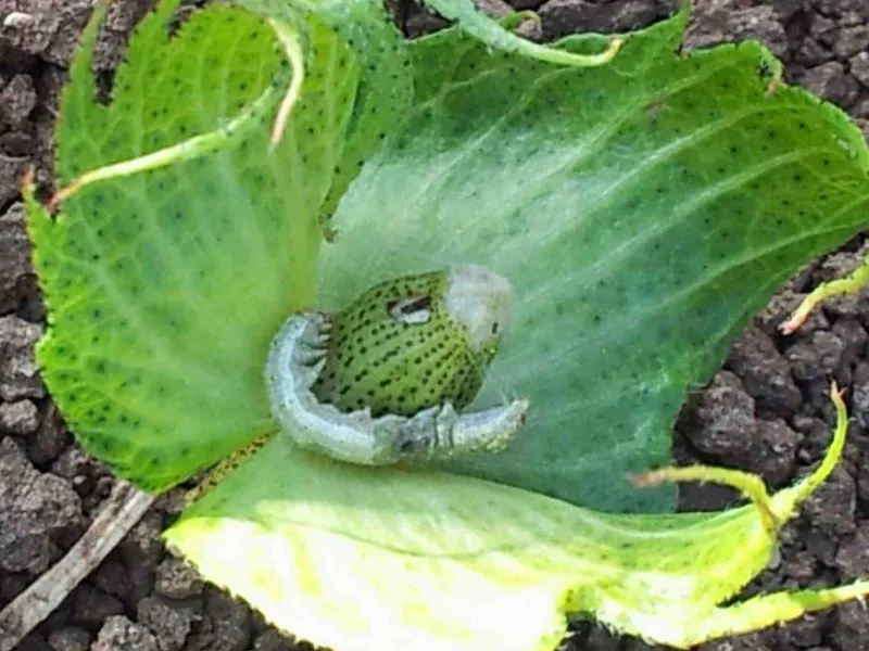 parasitoid wasp and Helicoverpa armigera