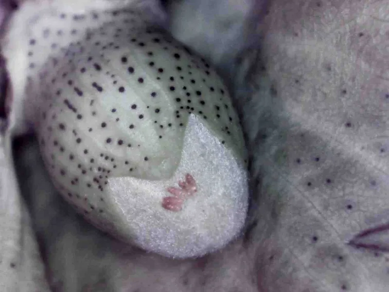 Oxycarenus hyalipennis eggs