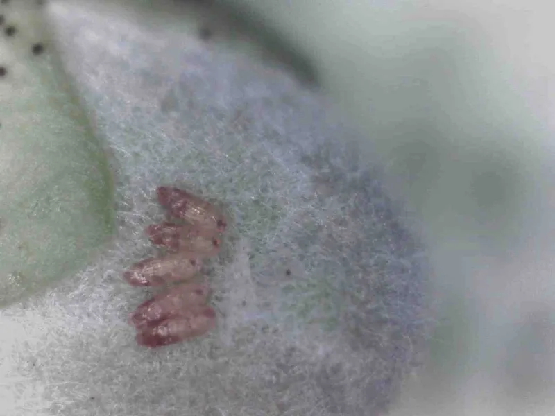 Oxycarenus hyalipennis eggs