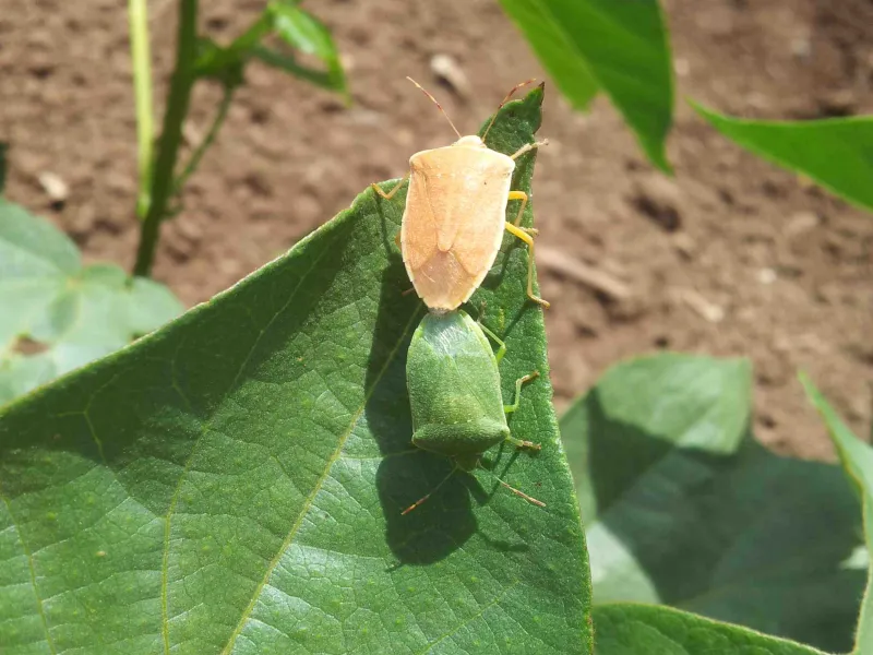 Nezara viridula