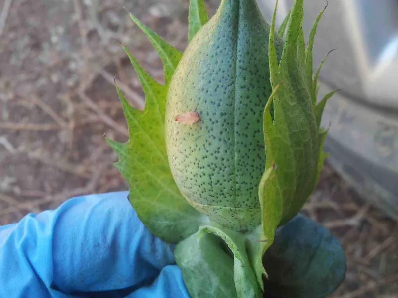 Pink bollworm before exiting and dropping to the soil for pupation