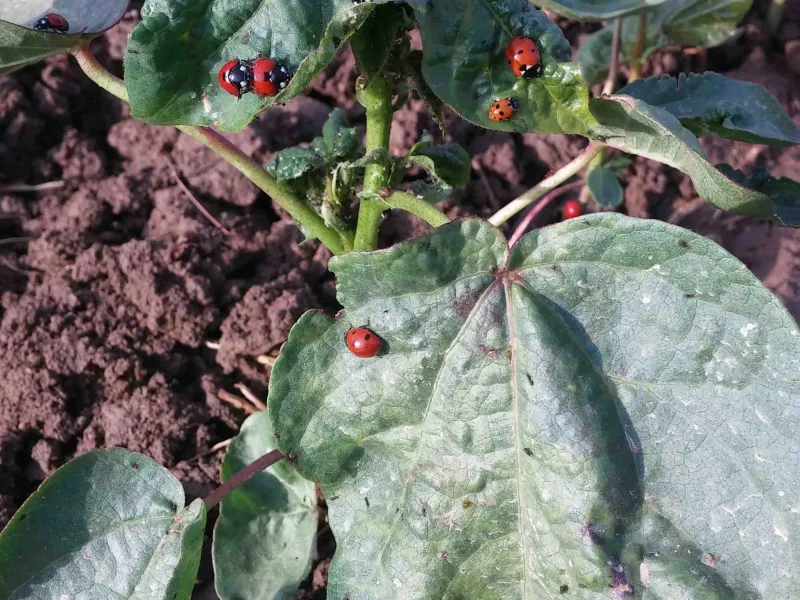 Coccinellidae on plant full of aphids