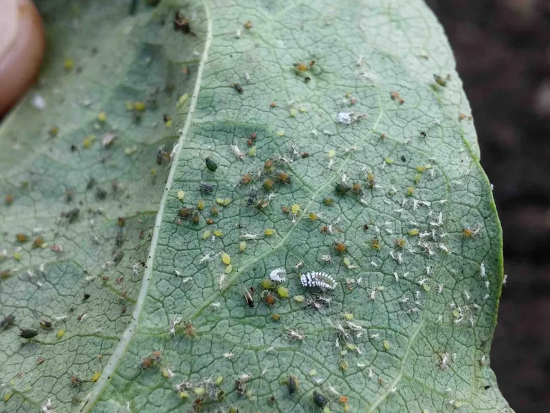 aphids and natural enemies