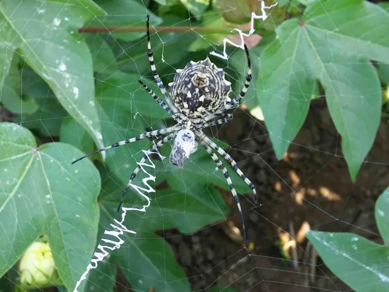 spider - beneficial in cotton farming