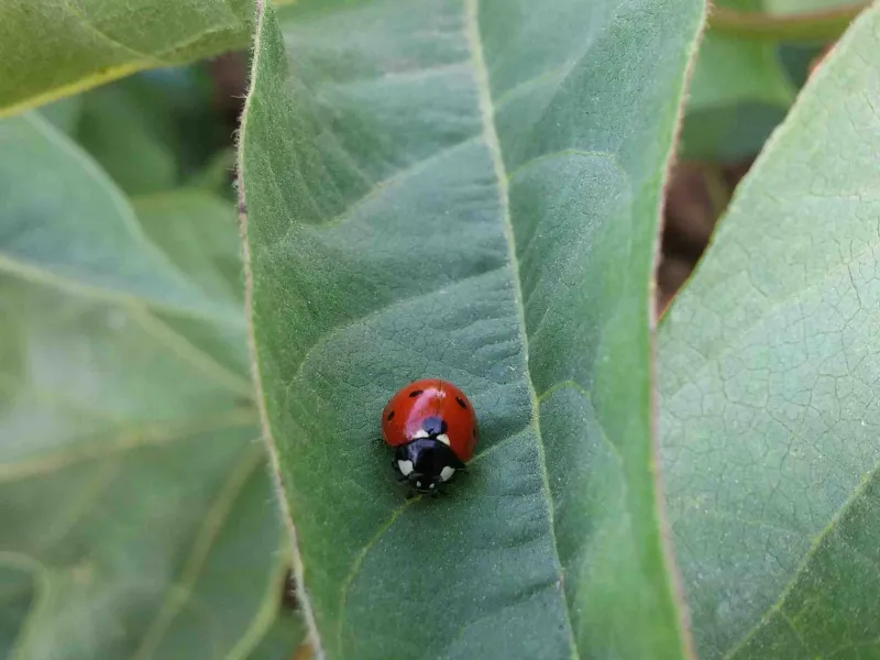 Coccinellidae - beneficial in cotton farming