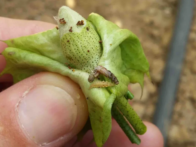  green lacewing larva - beneficial in cotton farming