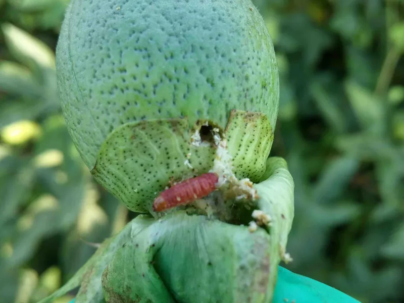 Pink bollworm before exiting and dropping to the soil for pupation