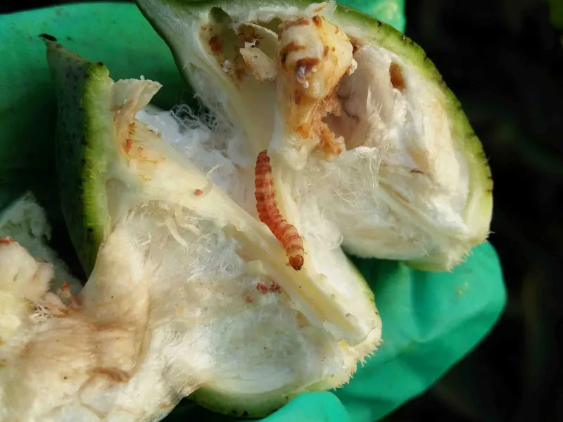 pink boll worm damage in cotton boll