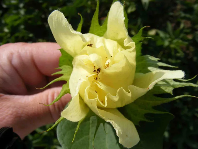 Rosette bloom caused by a pink bollworm