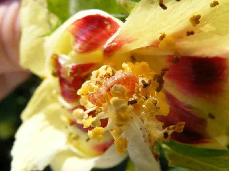 Pink bollworm in cotton flower