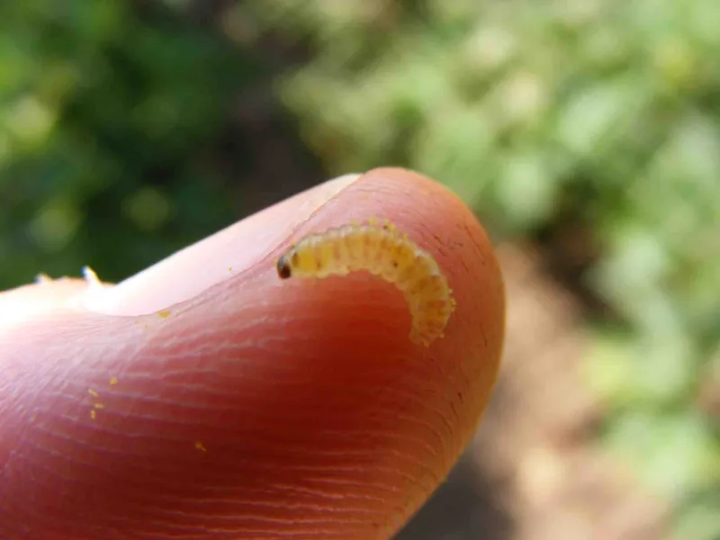 pink bollworm