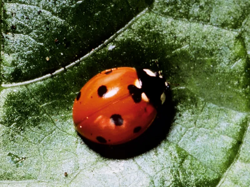 Coccinellidae