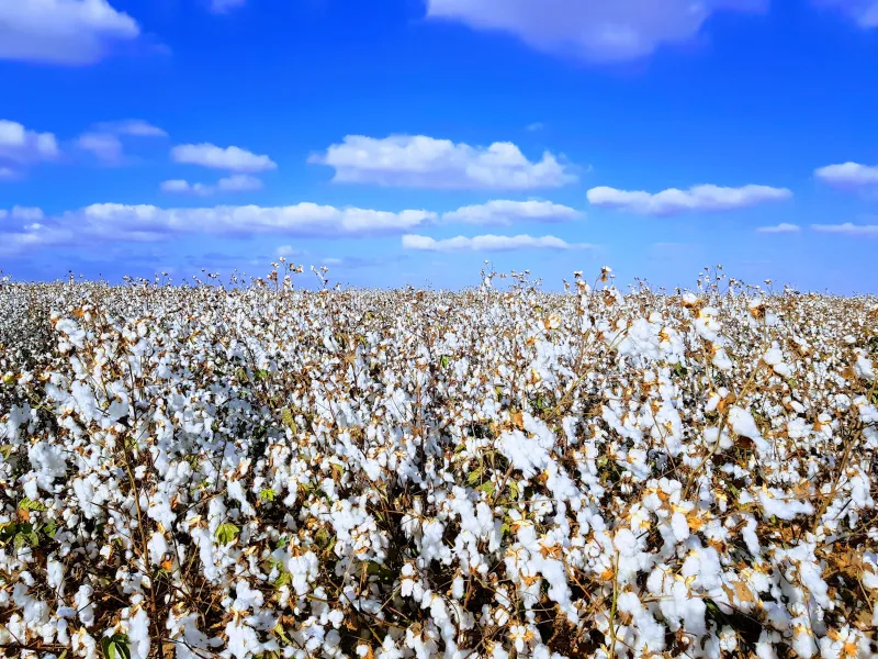 שדה לקראת קטיף