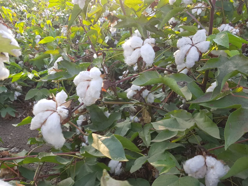 כותנה לפני שילוך