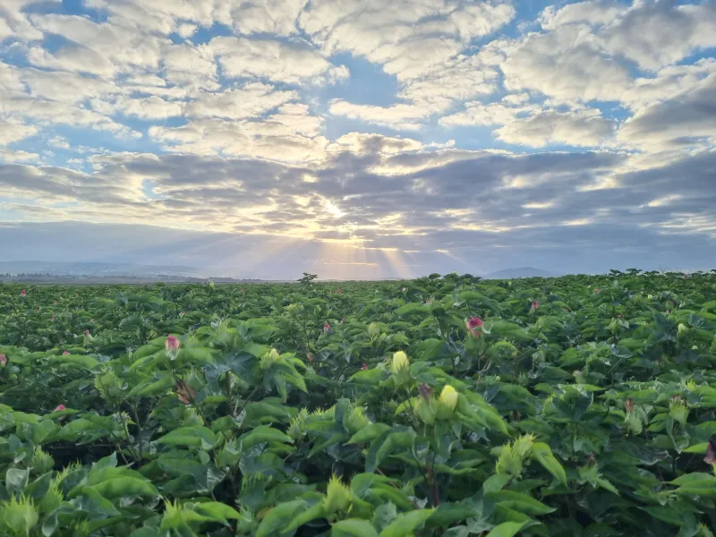 כותנה בזריחה