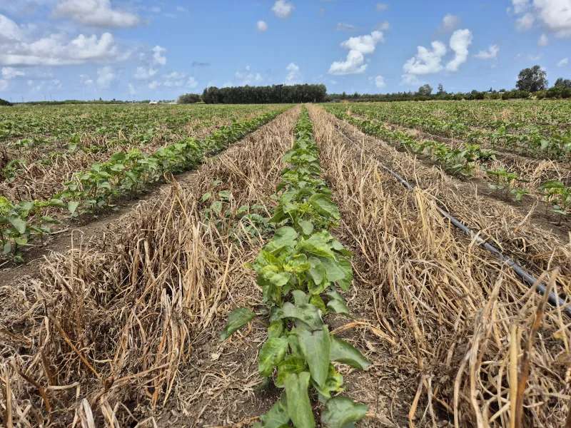 גידולי כיסוי בכותנה