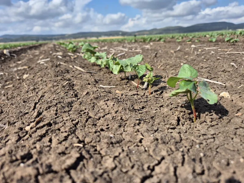שדה כותנה צעיר