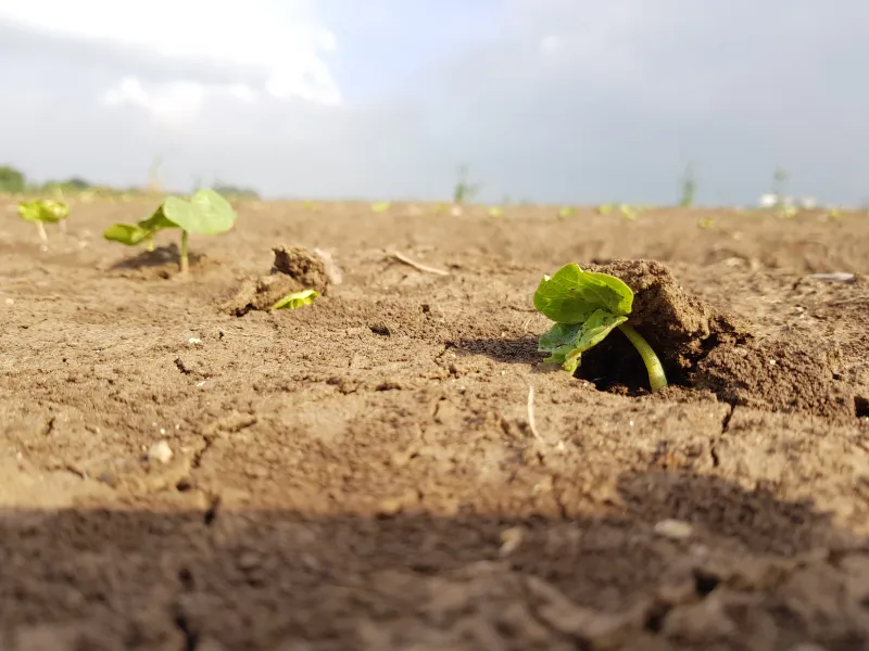 כותנה מציצה